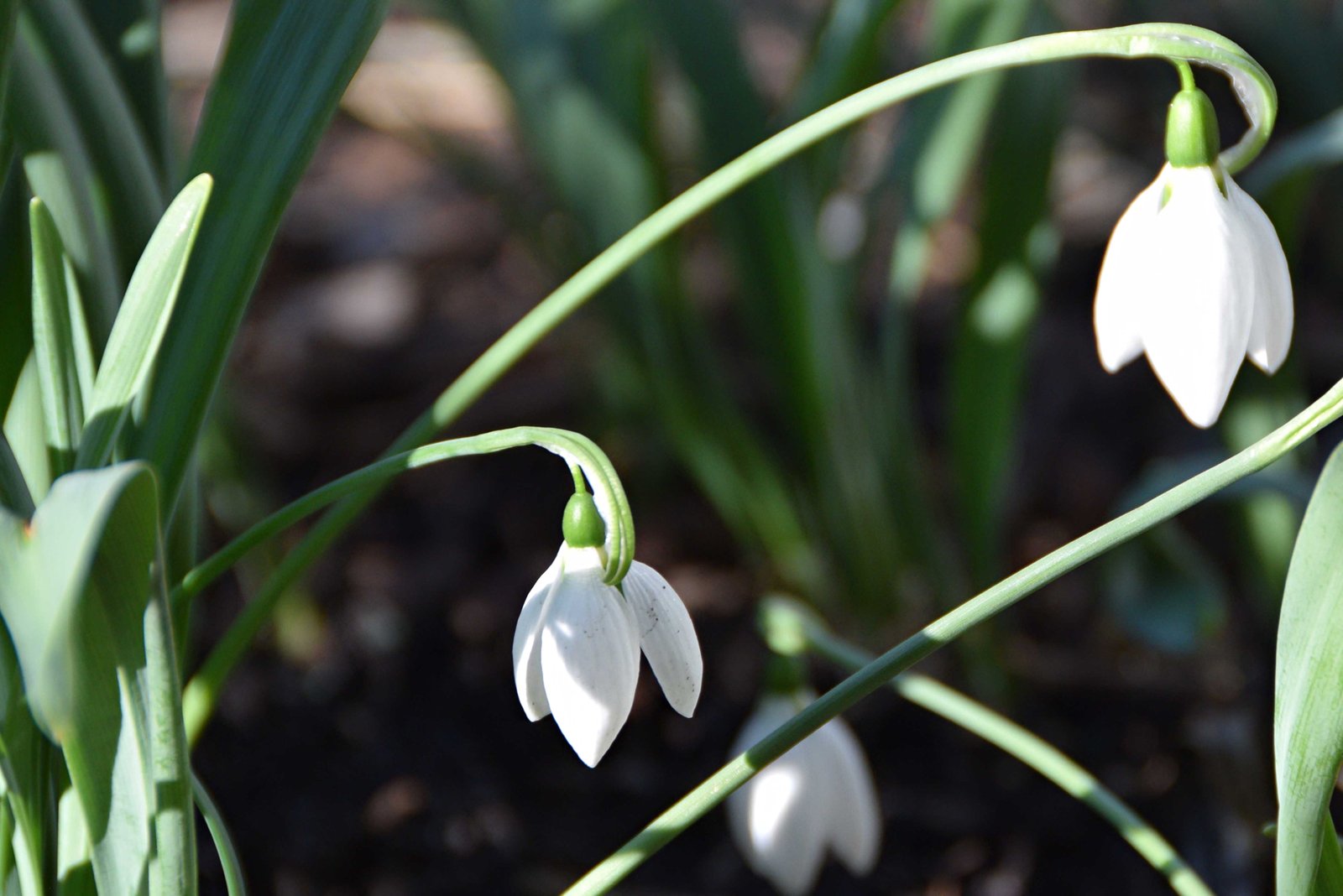 snowdrops