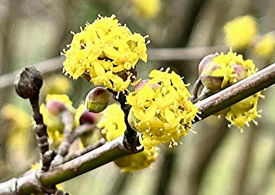March 15, 2024 – Cornus officinalis ‘Kintoki’