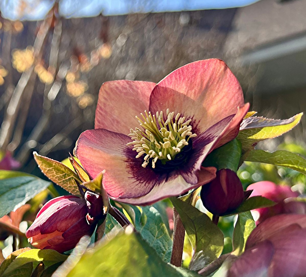 March 8, 2024 – Helleborus