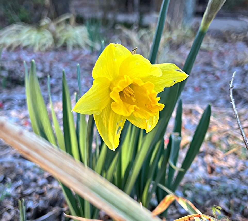 April 3, 2026 – Daffodils at Lumberton