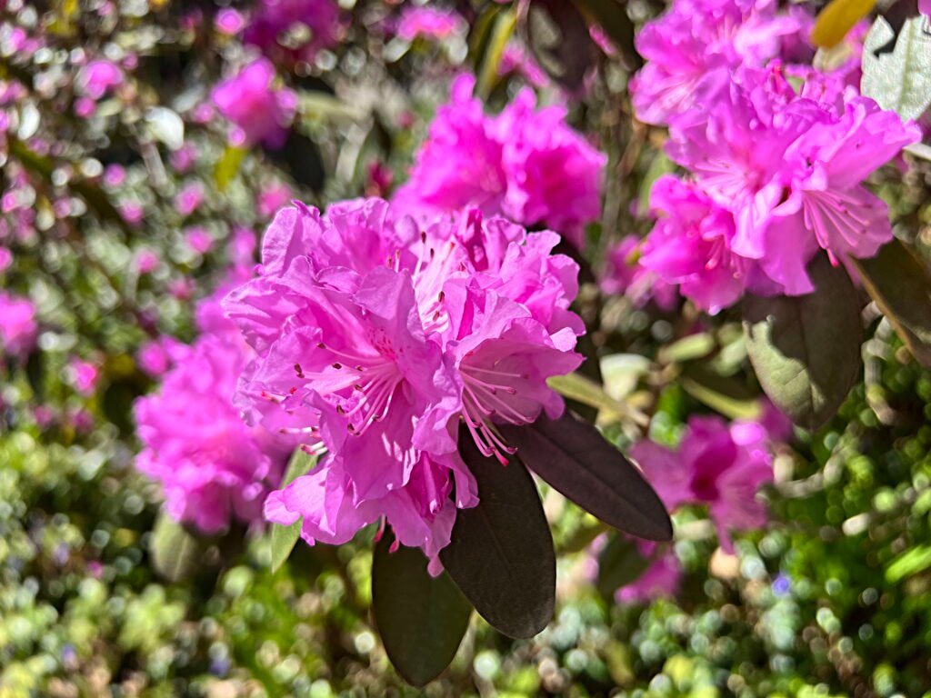 Pink Azalea