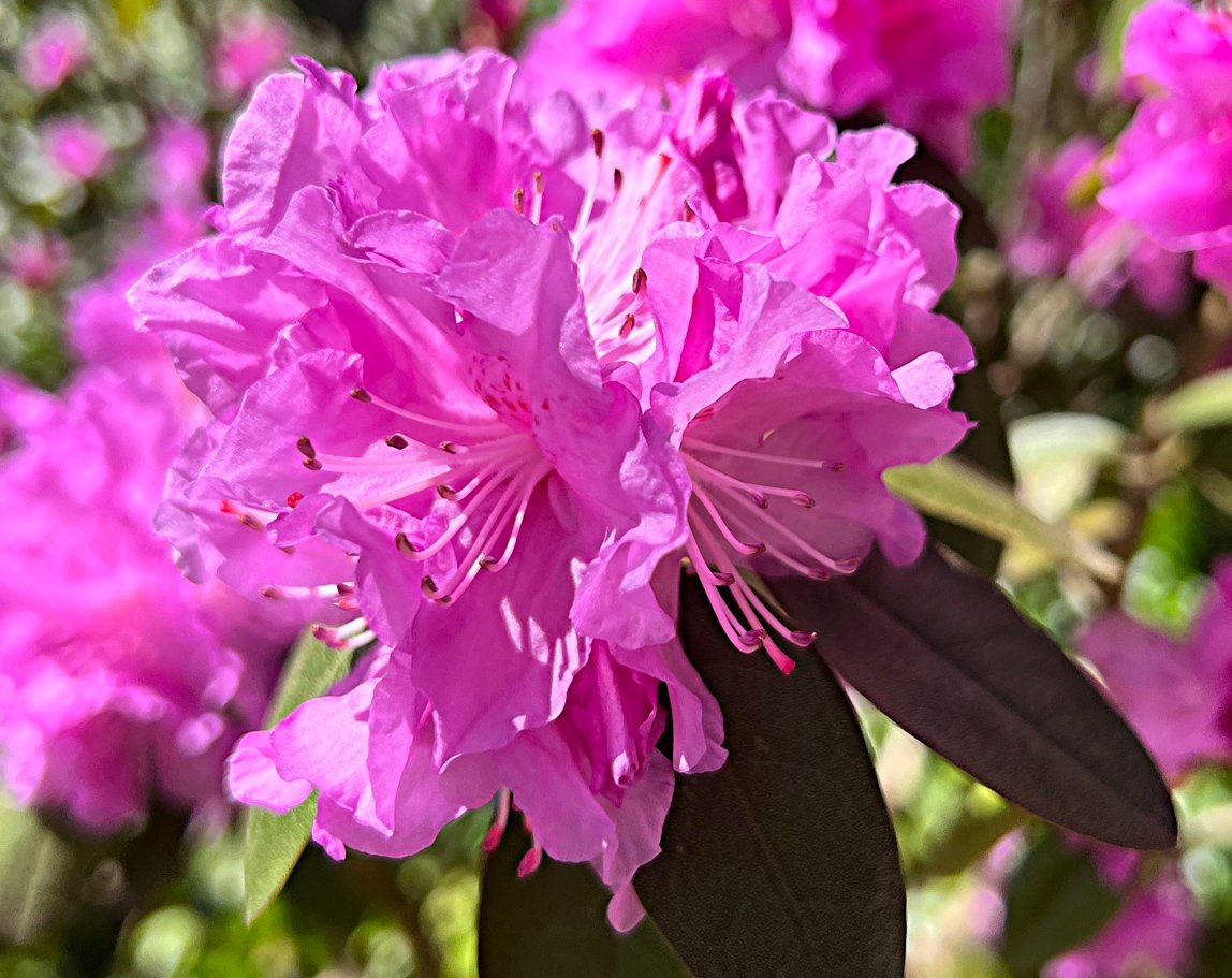 Pink Azalea