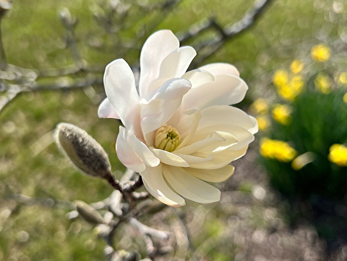 Star Magnolia