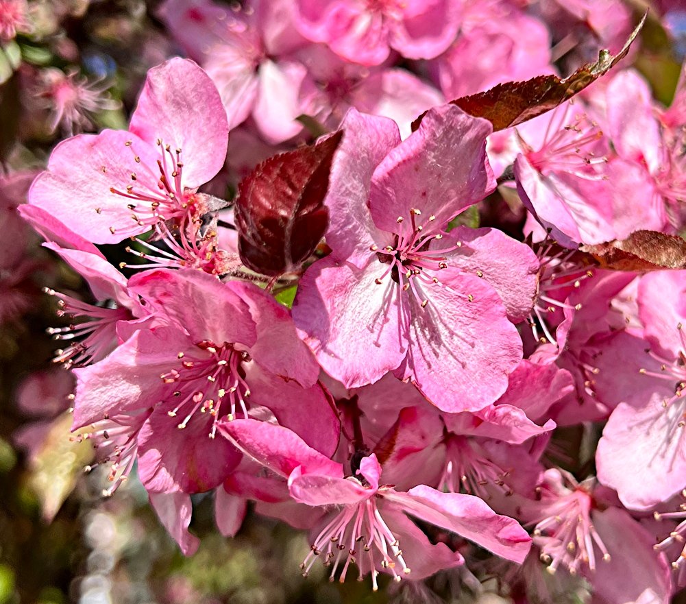 April 19, 2024 – Crabapple, Malus sp.