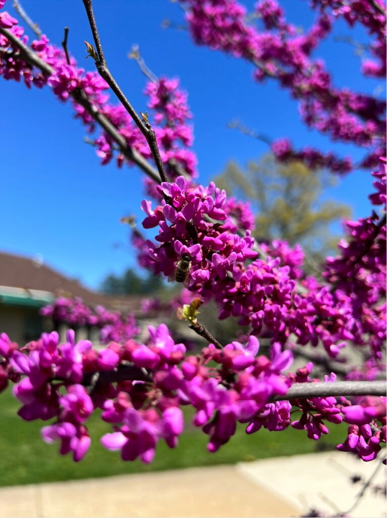 Redbud