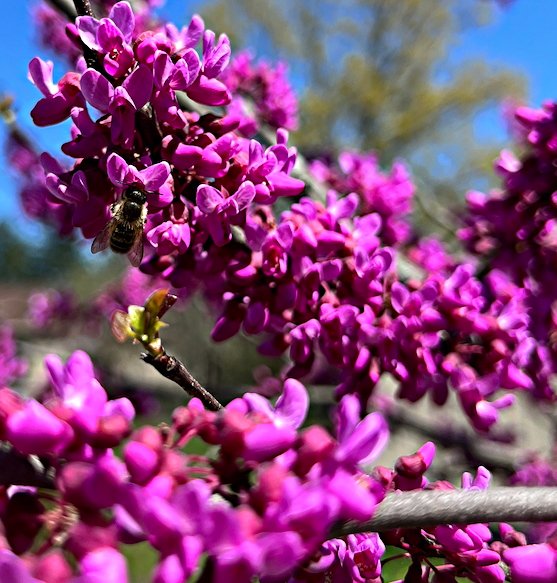April 26, 2024 – Cercis canadensis
