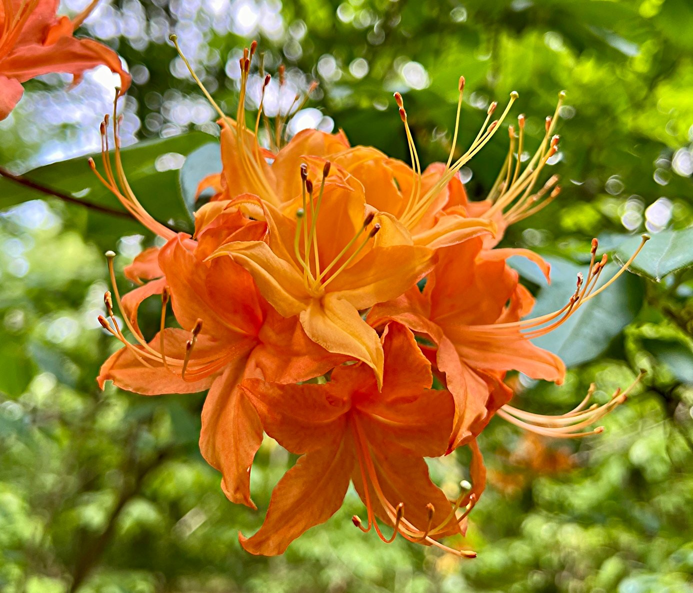 May 24, 2024 – Flame Azalea
