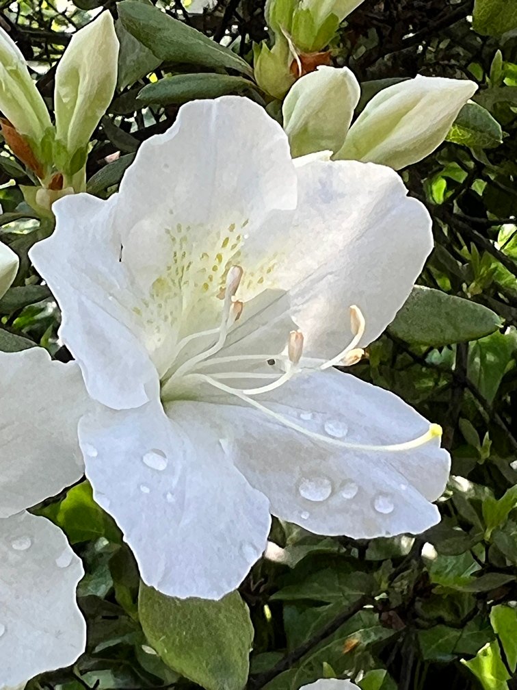May 10, 2024 – White Azalea