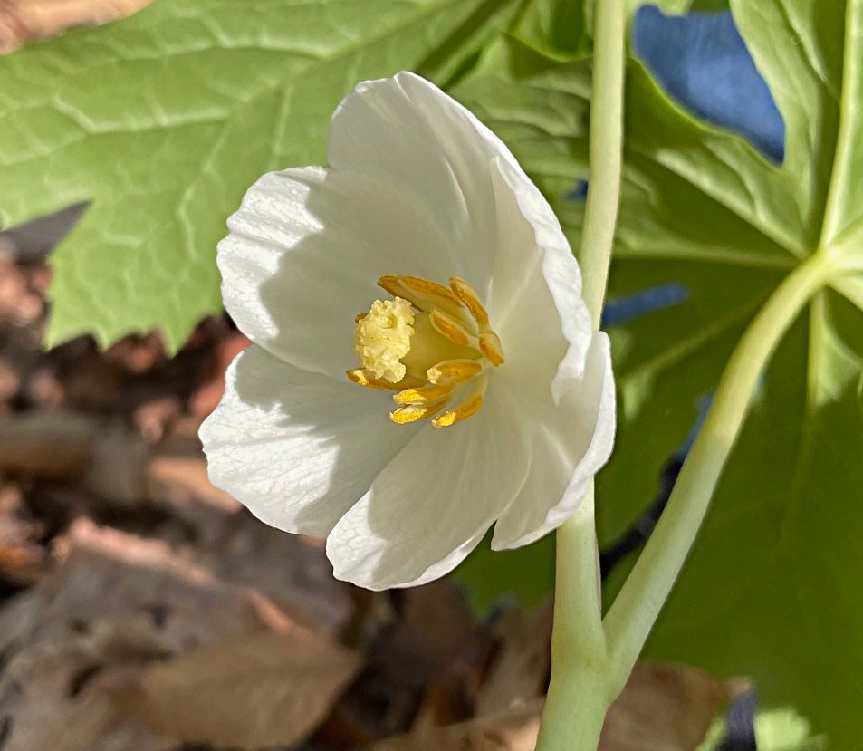 May 3, 2024 – Mayapple