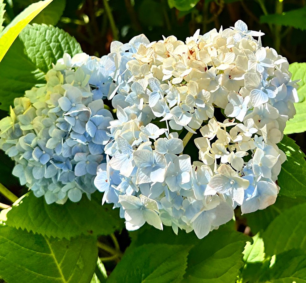 June 28, 2024 – Hydrangea