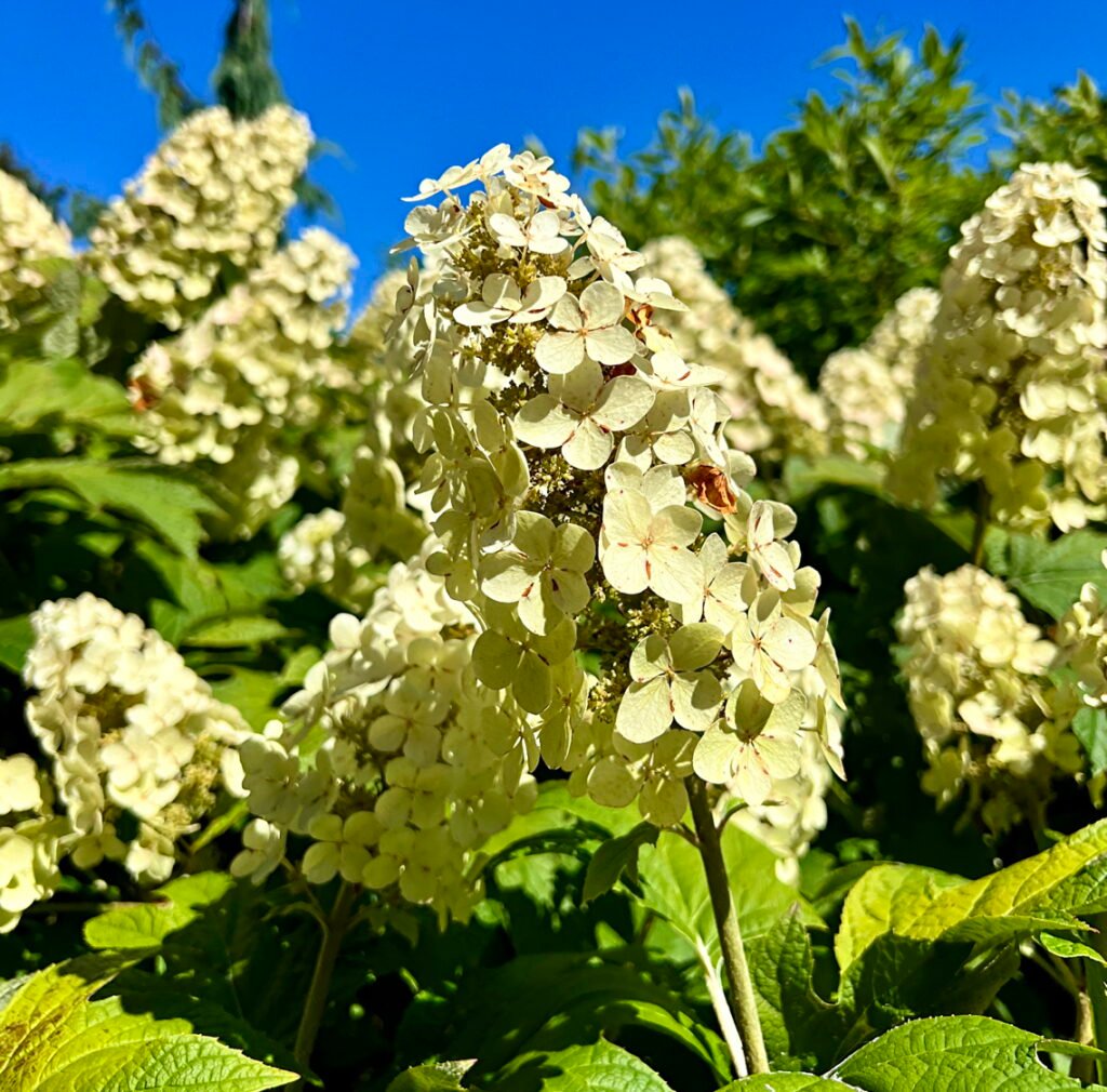 Hydrangea flower