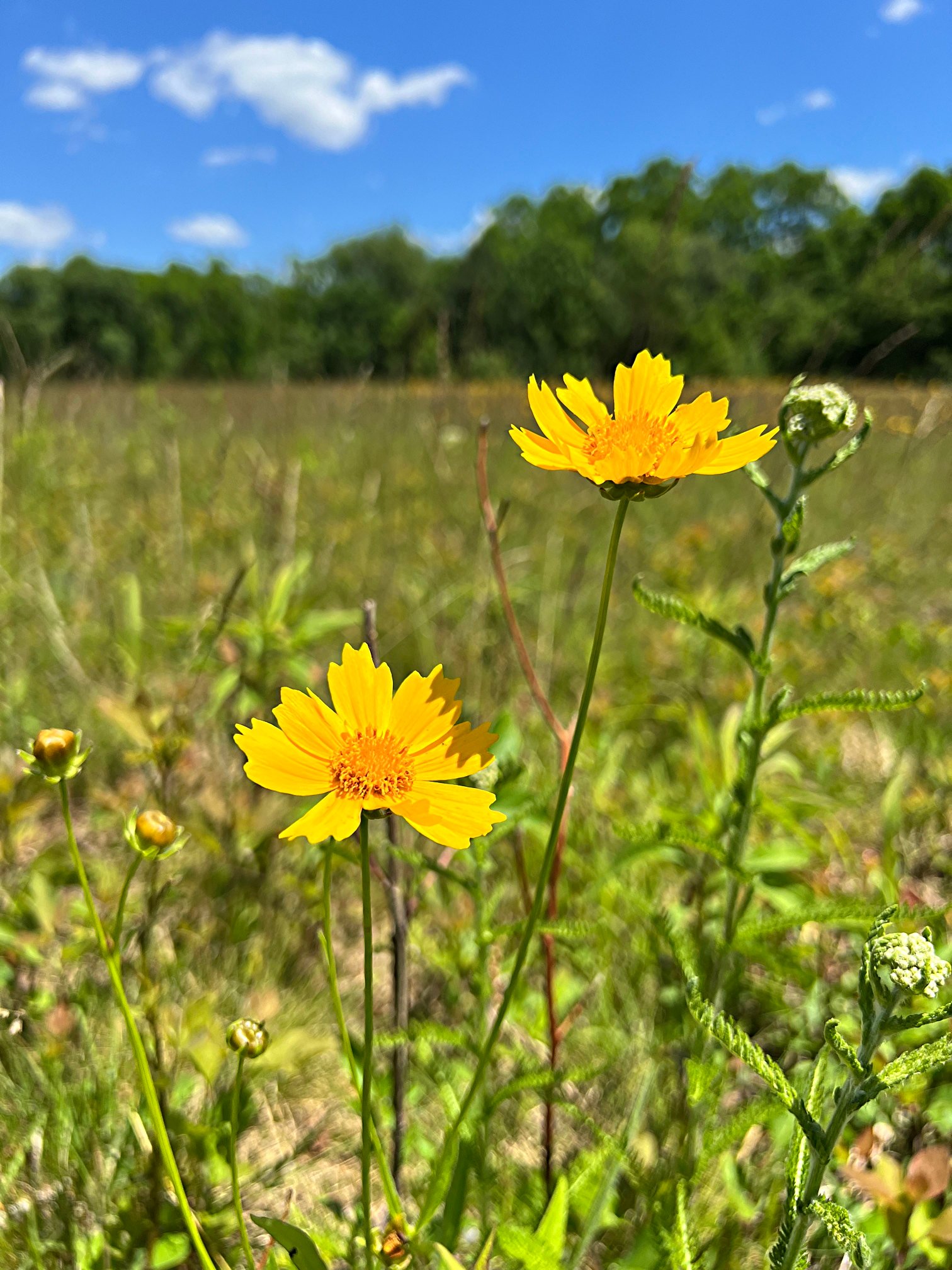 June 7, 2024 – Medford Leas Meadow