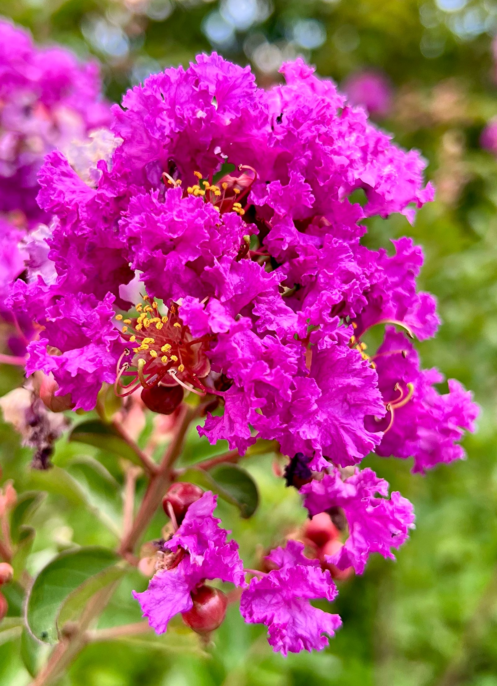 July 12, 2024 – Lagerstroemia indica