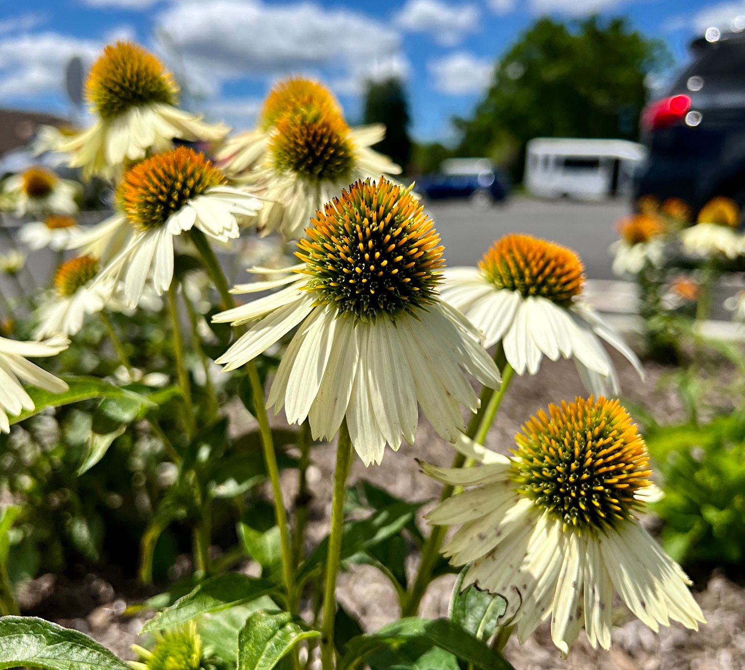 July 5, 2024 – Echinacea