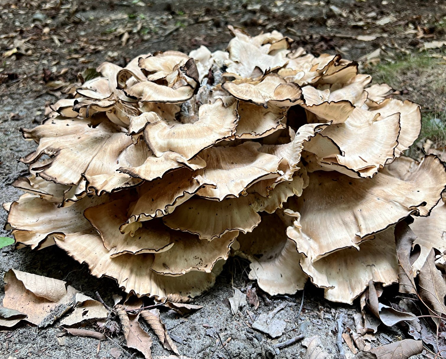 August 2, 2024 – Giant Polypore