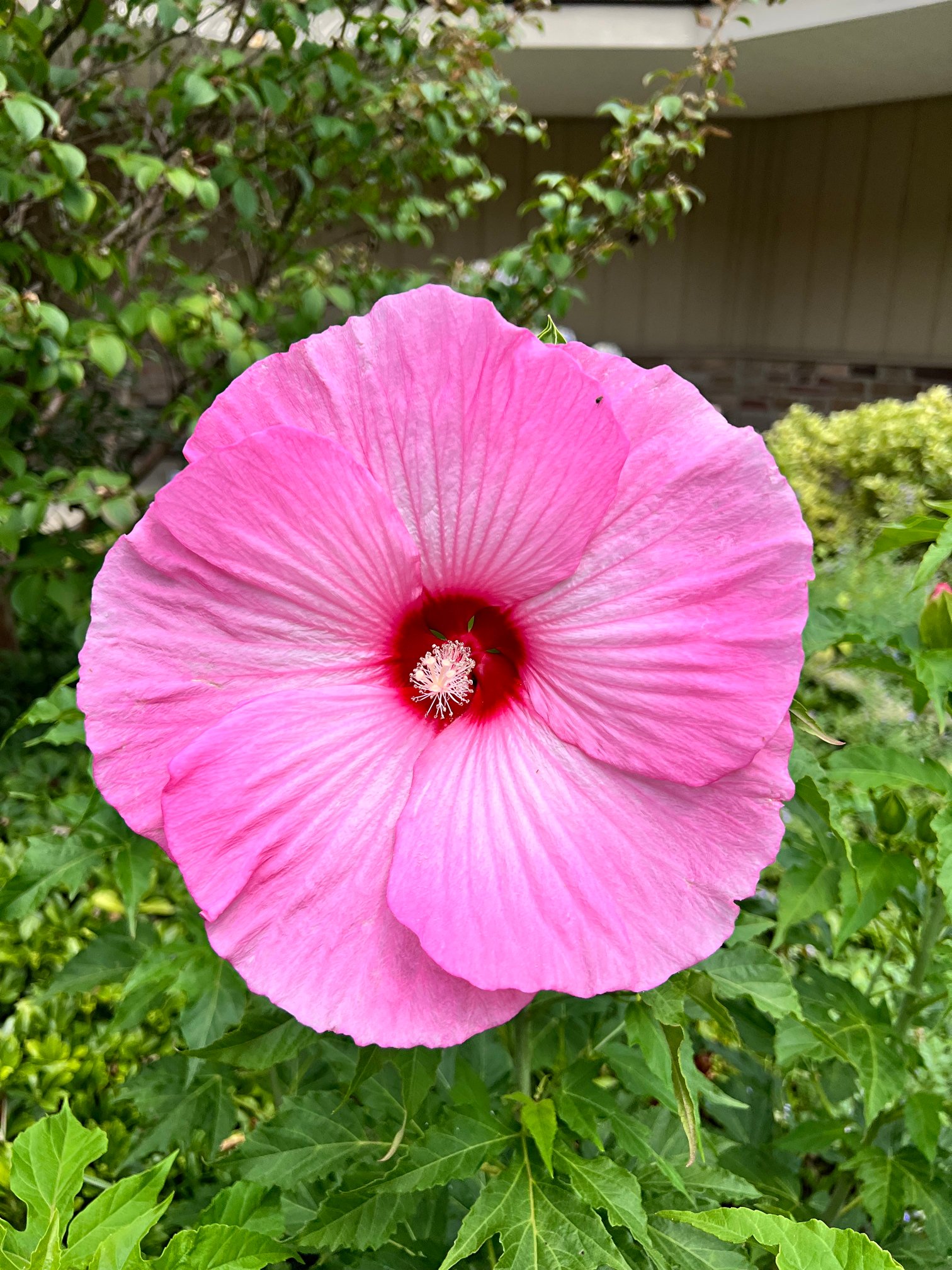 July 19, 2024 – Hibiscus