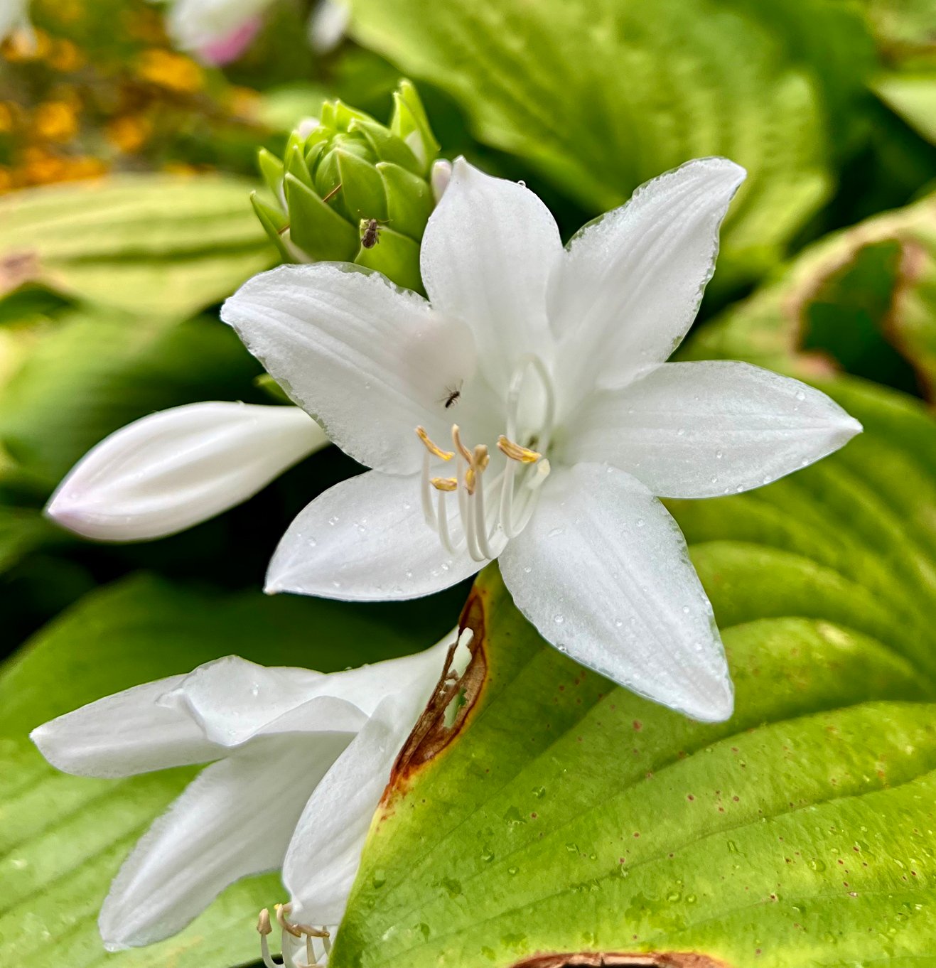 August 9, 2024 –  Hosta in bloom