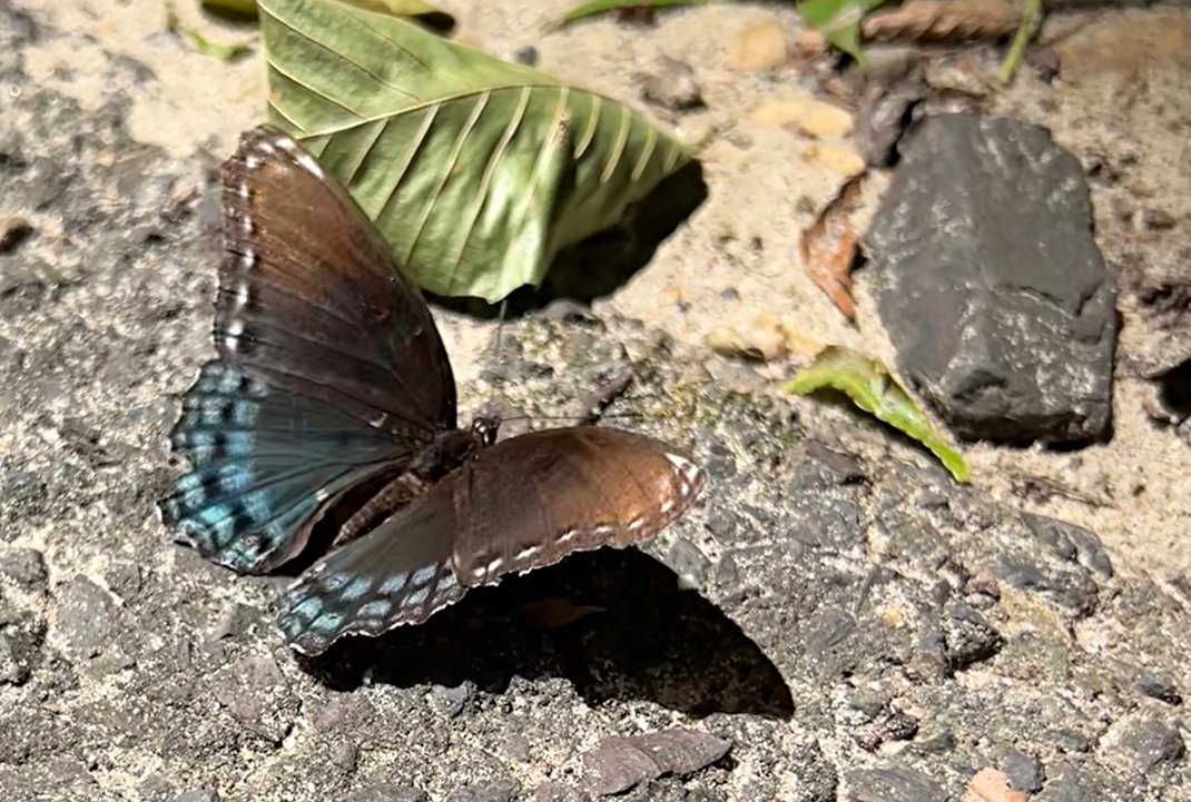 August 16, 2024 –  Limenitis arthemis
