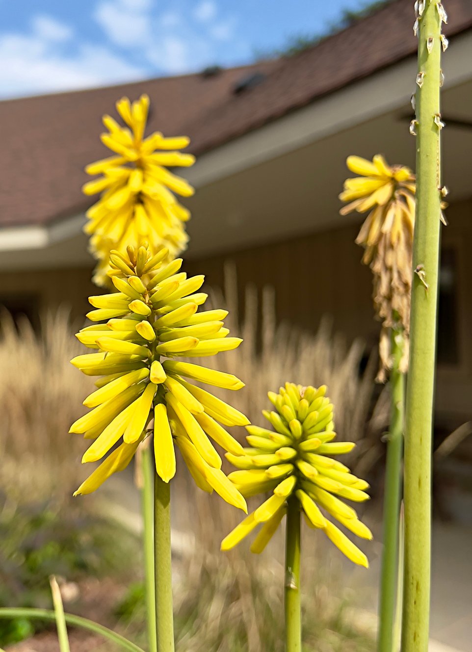 August 30, 2024 – Torch Lily