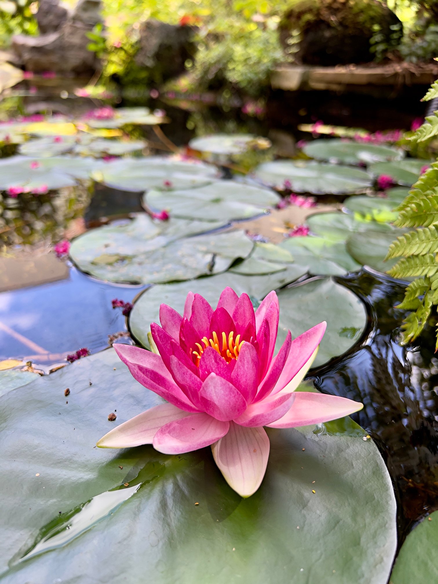 August 23, 2024 –  Water Lily