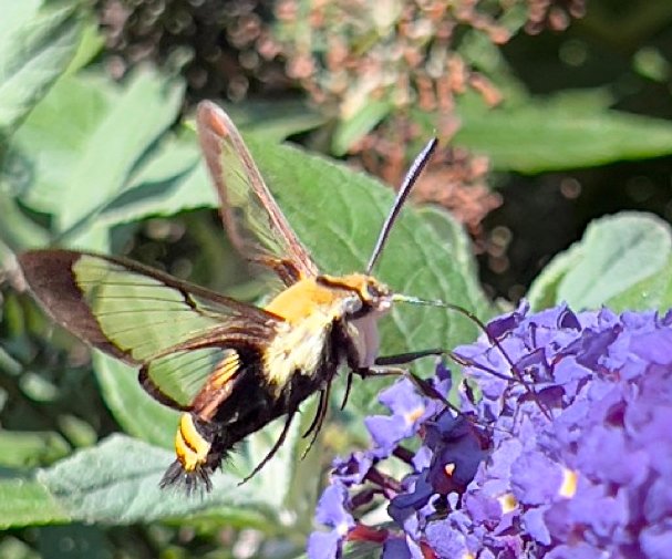 September 13, 2024 –  Clearwing Moth