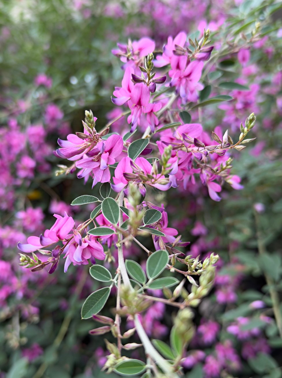 September 27, 2024 –  Lespedeza