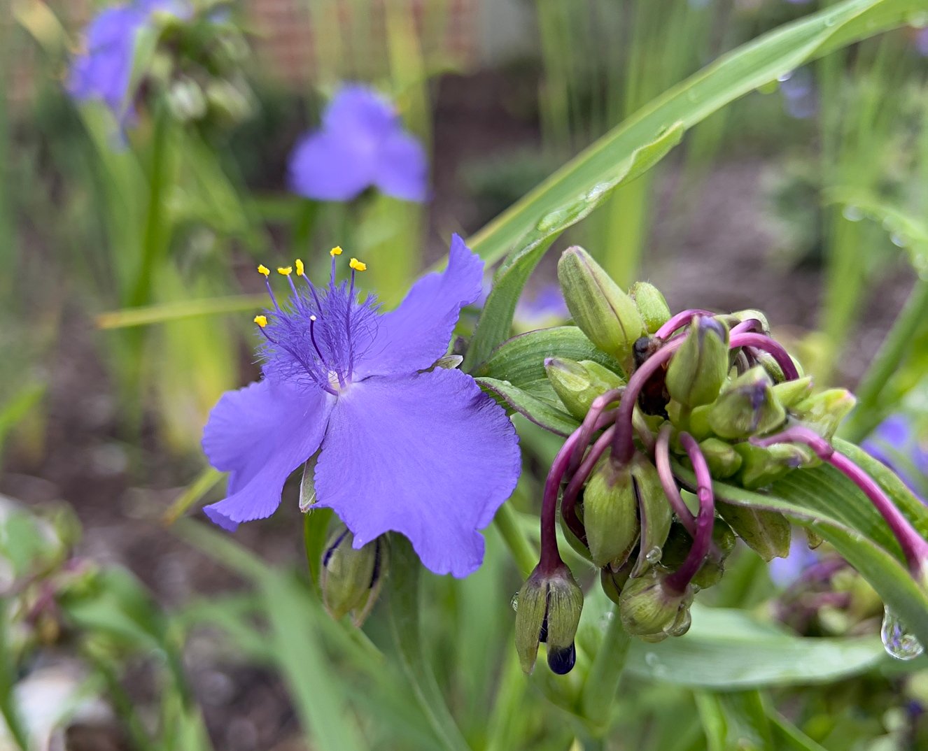 Spiderwort