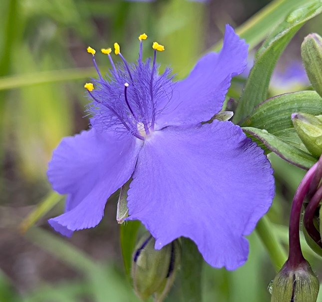 September 6, 2024 – Spiderwort