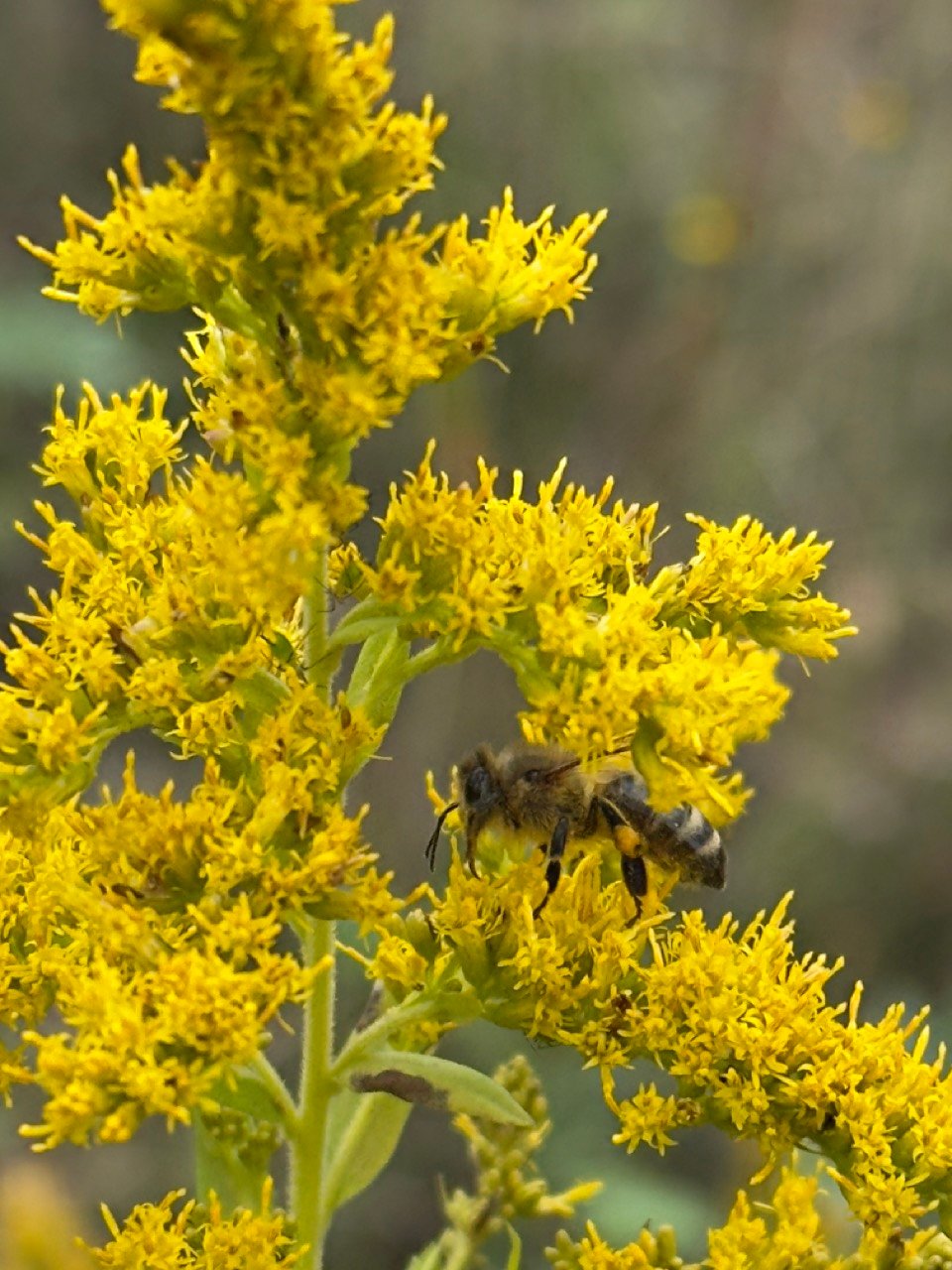 Goldenrod