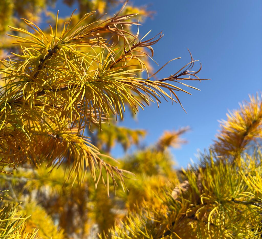 Golden Larch