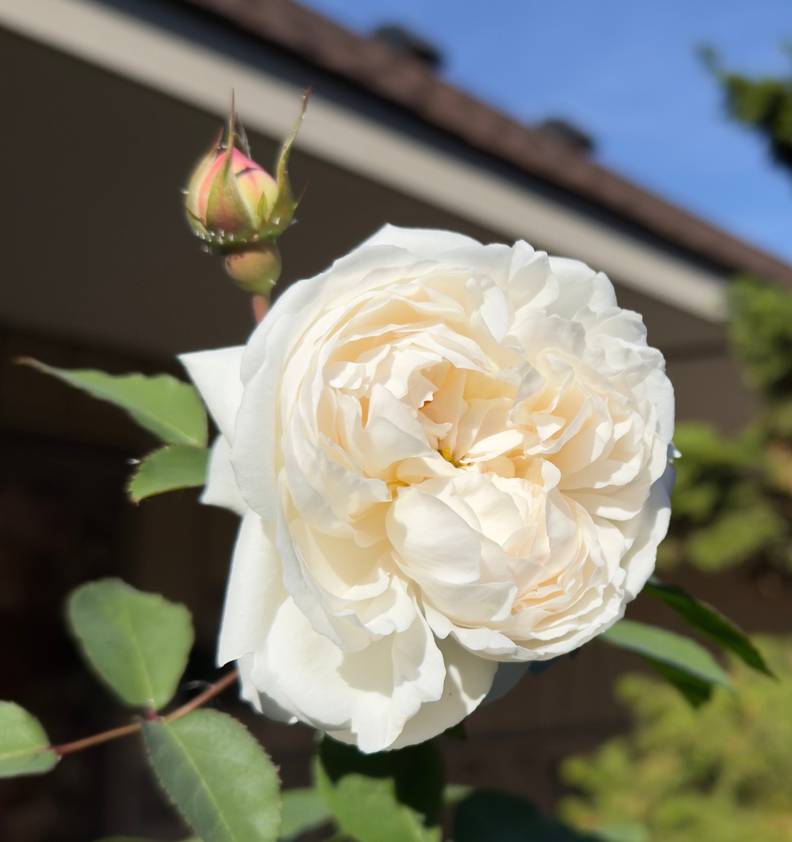 November 8, 2024 –  Winchester Cathedral Rose
