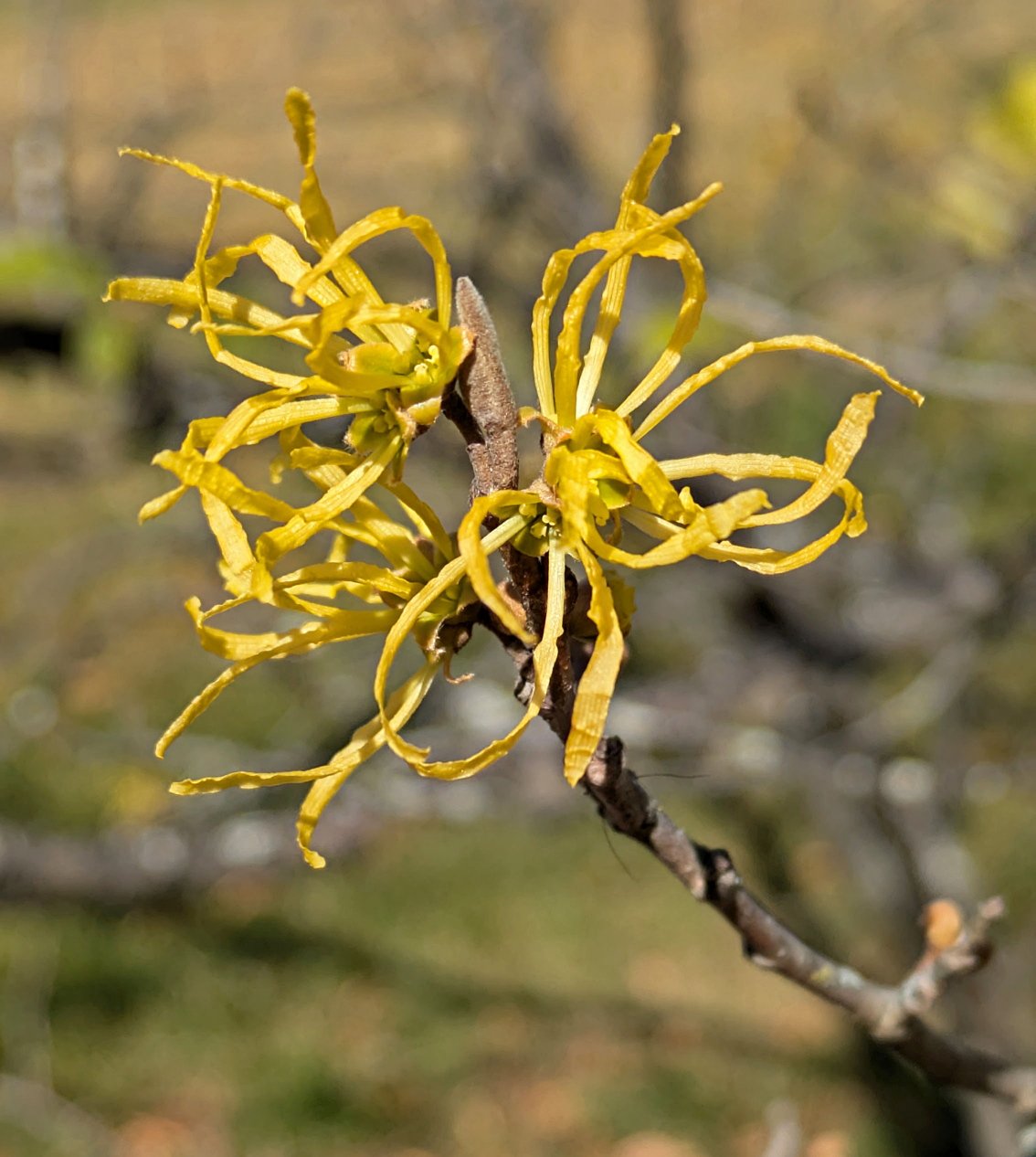 November 1, 2024 – Witch Hazel