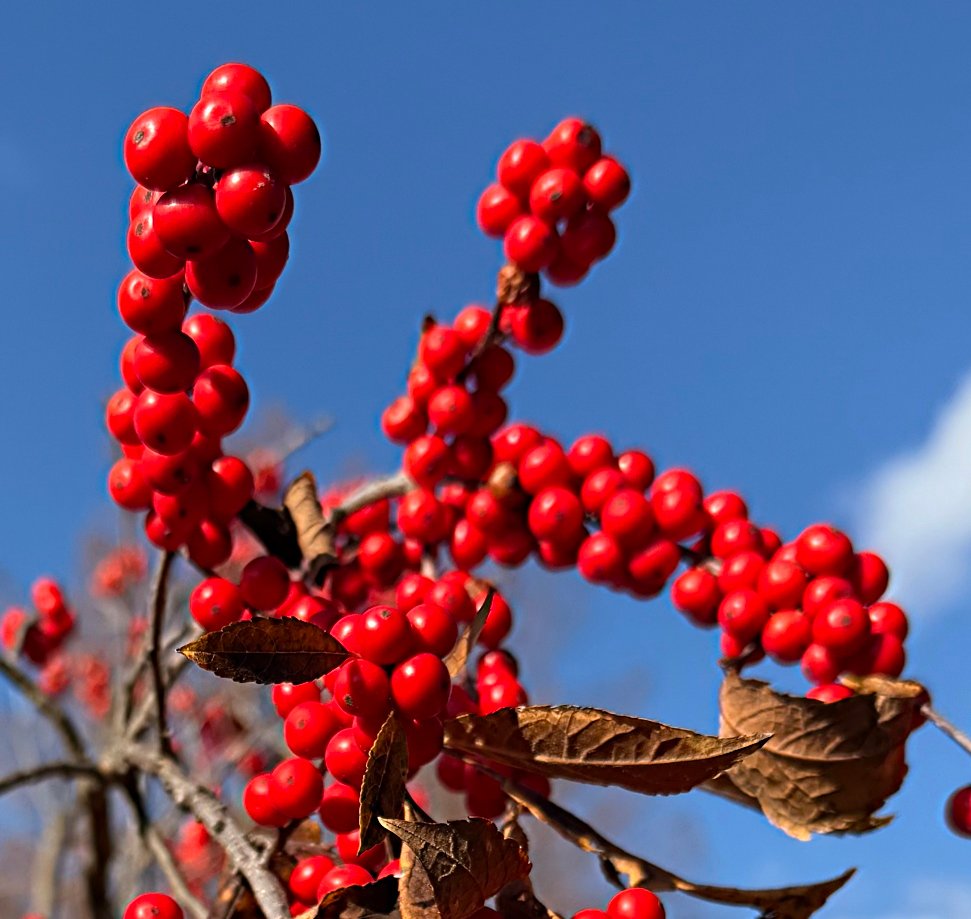 December 6, 2024 –  Winterberry