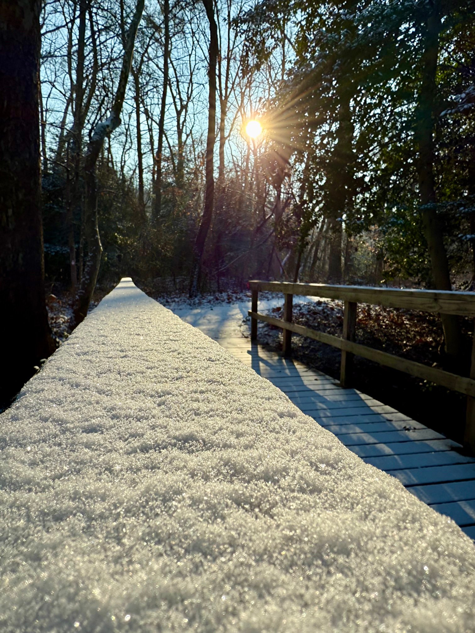 January 17, 2025 – Winter woods
