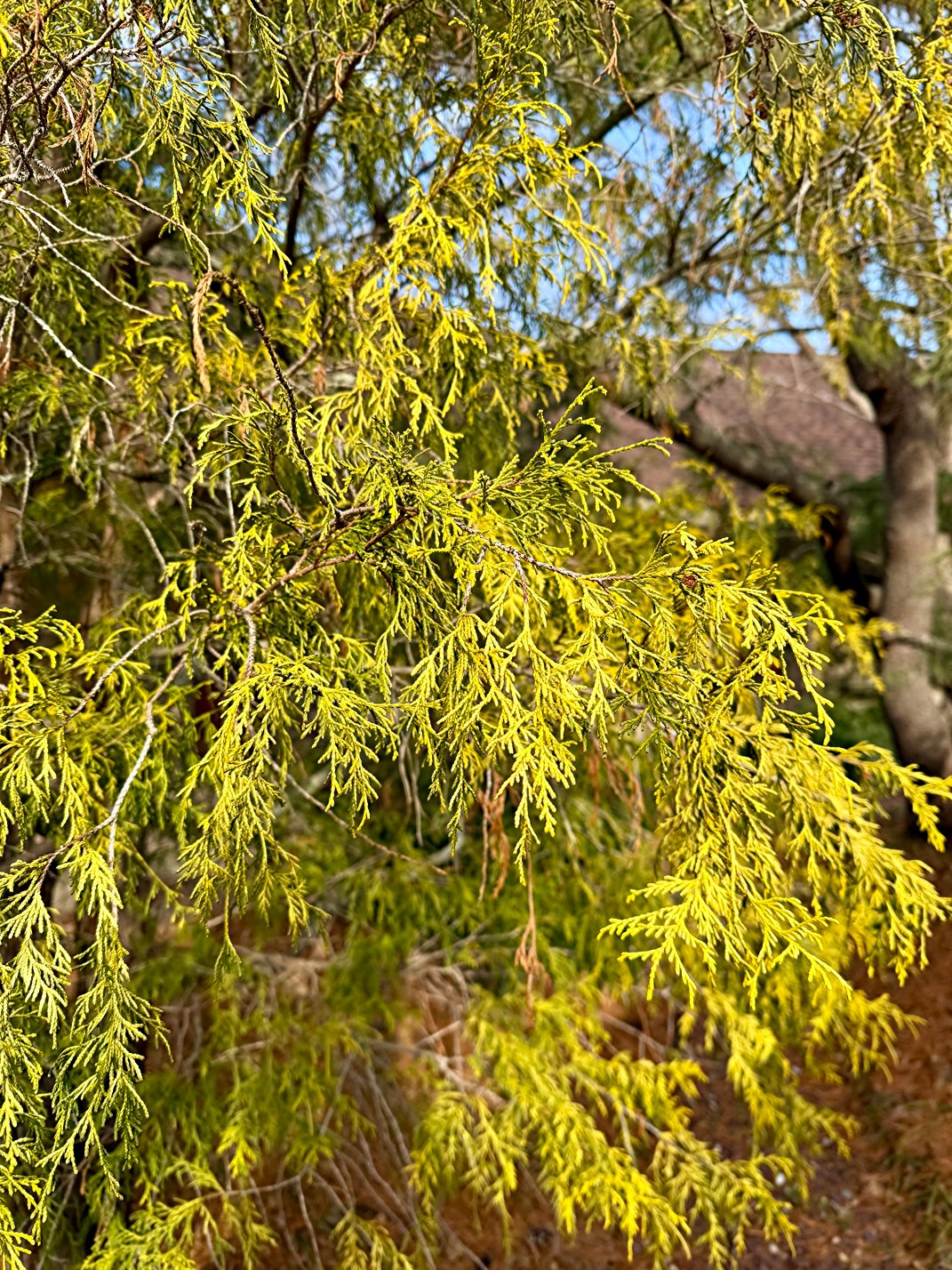 January 3, 2025 – Sawara Falsecypress
