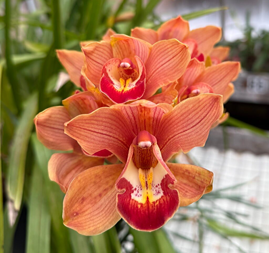 Orchid at Haddon Greenhouse
