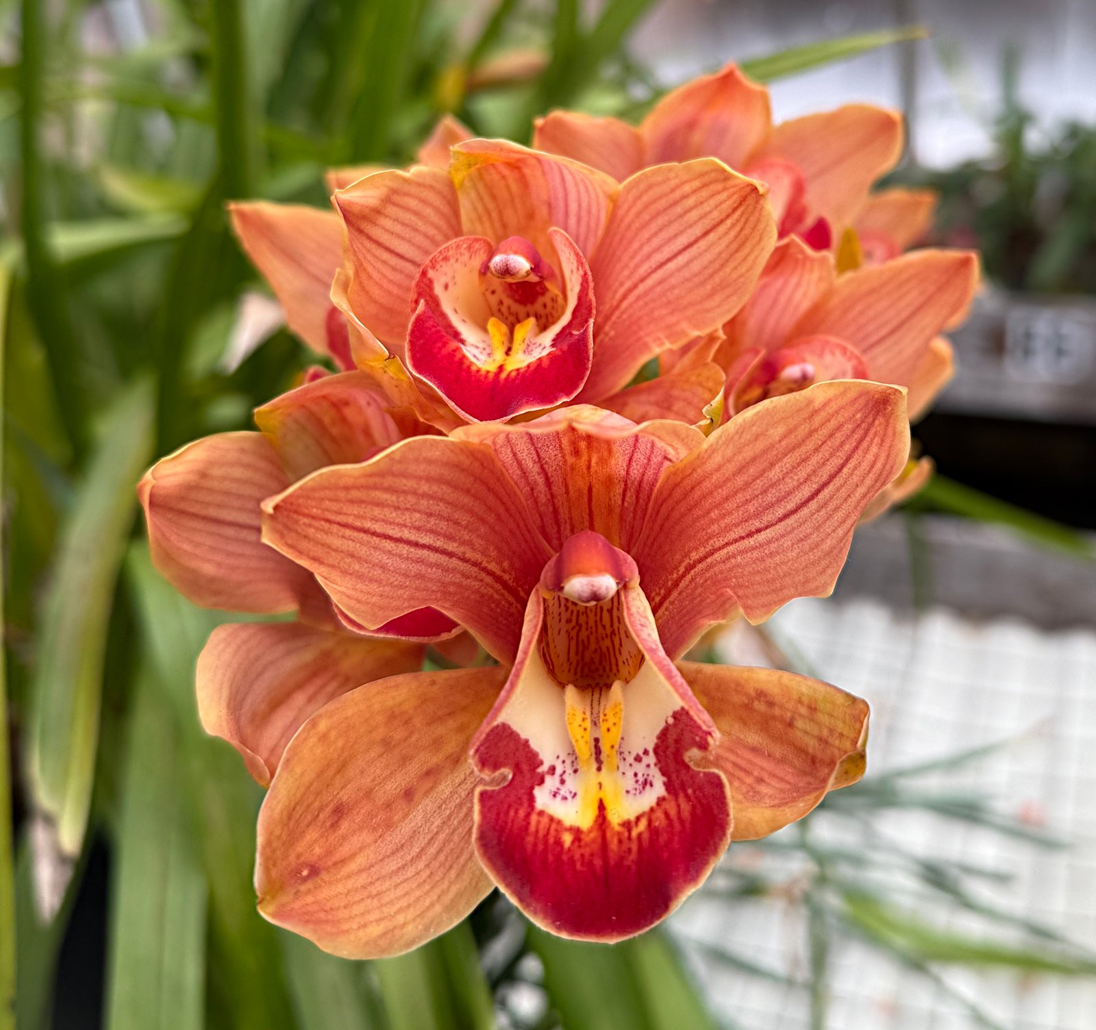 January 10, 2025 – Haddon Greenhouse
