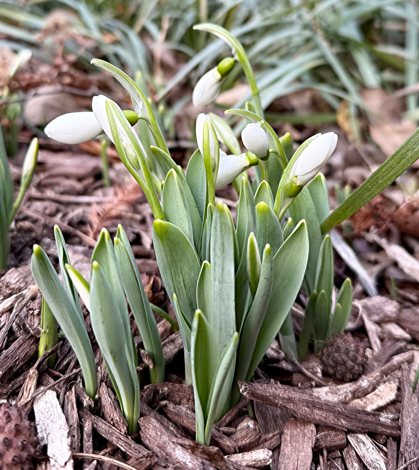 January 31, 2025 – Snowdrops