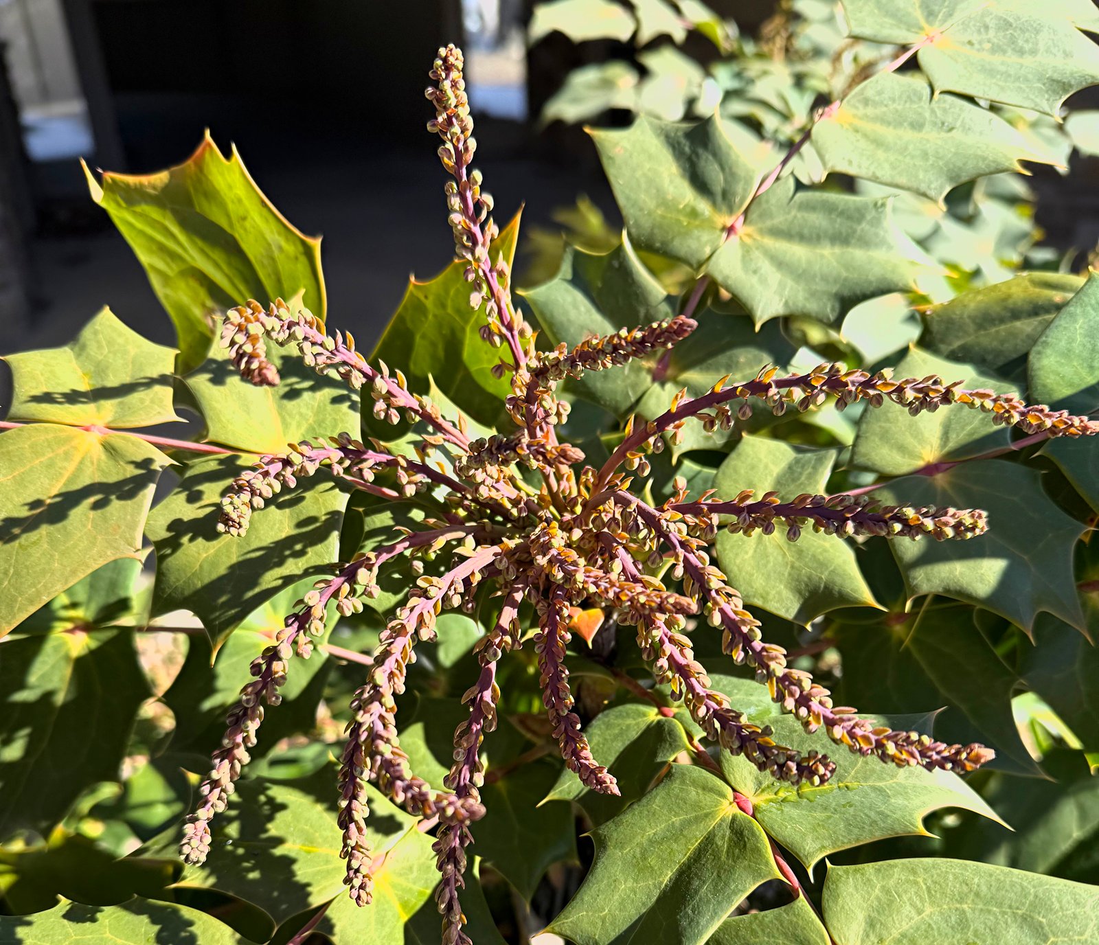 February 21, 2025 – Mahonia