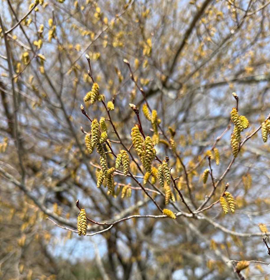 EuropeanHornbeam