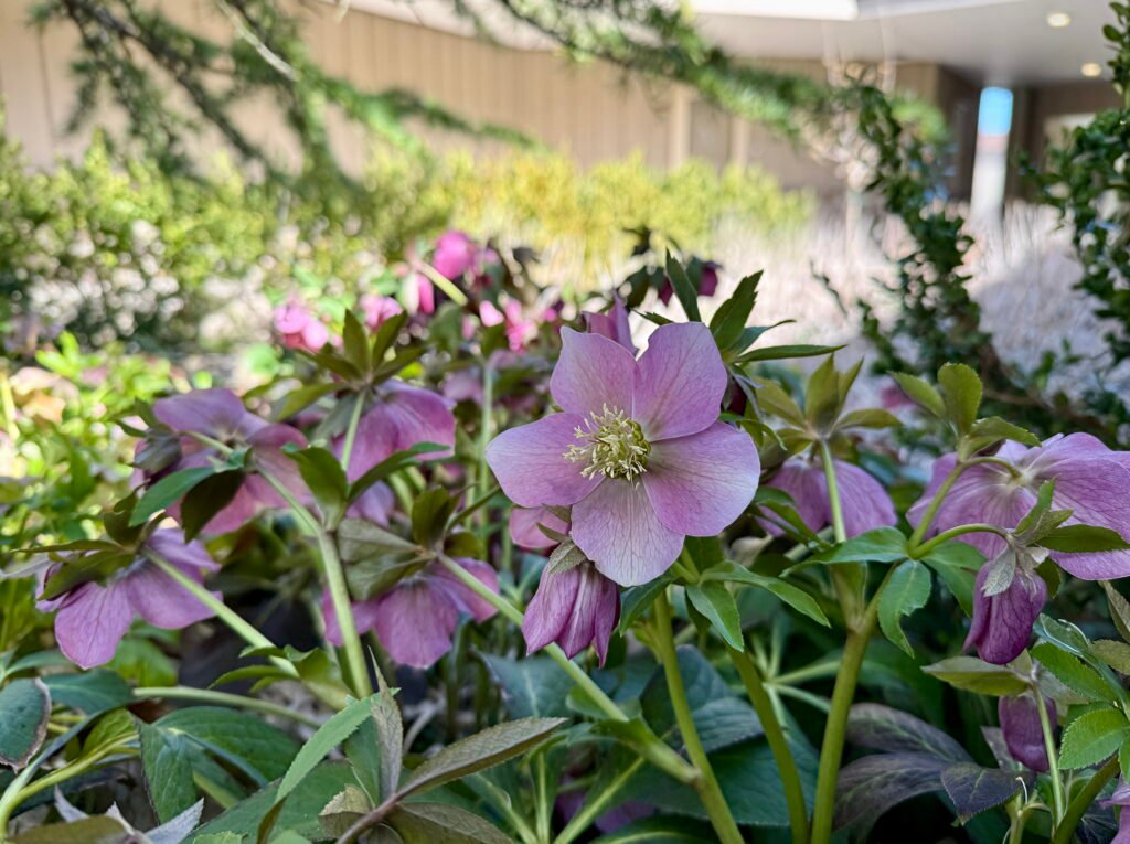 Hellebore