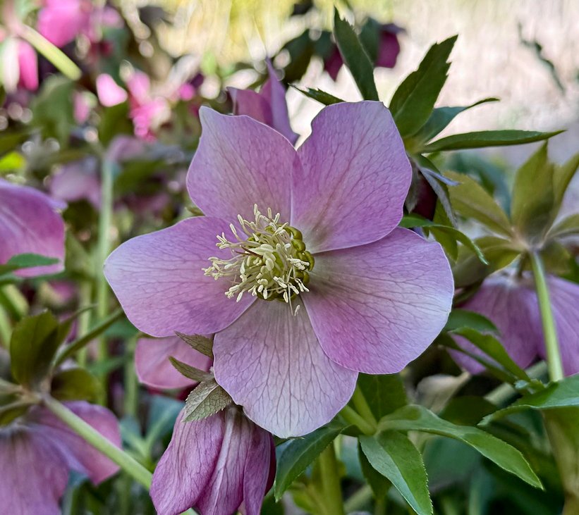 March 21, 2025 – Hellebore
