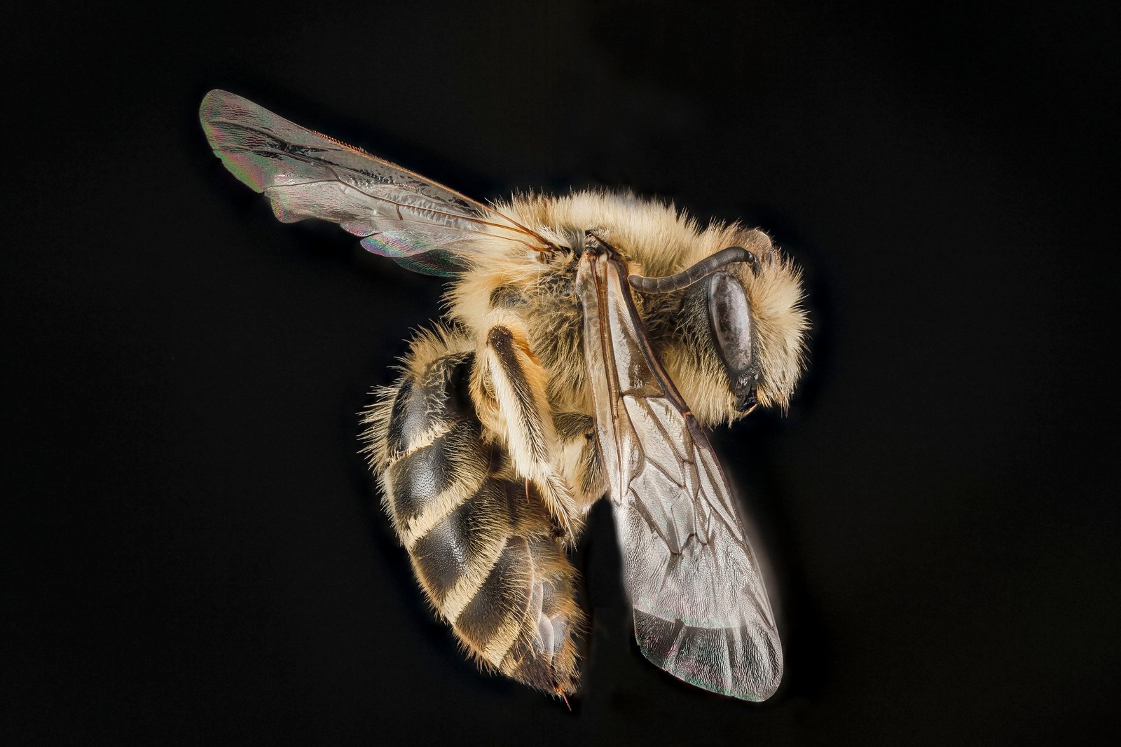 April 2025 – An Early Harbinger of Spring