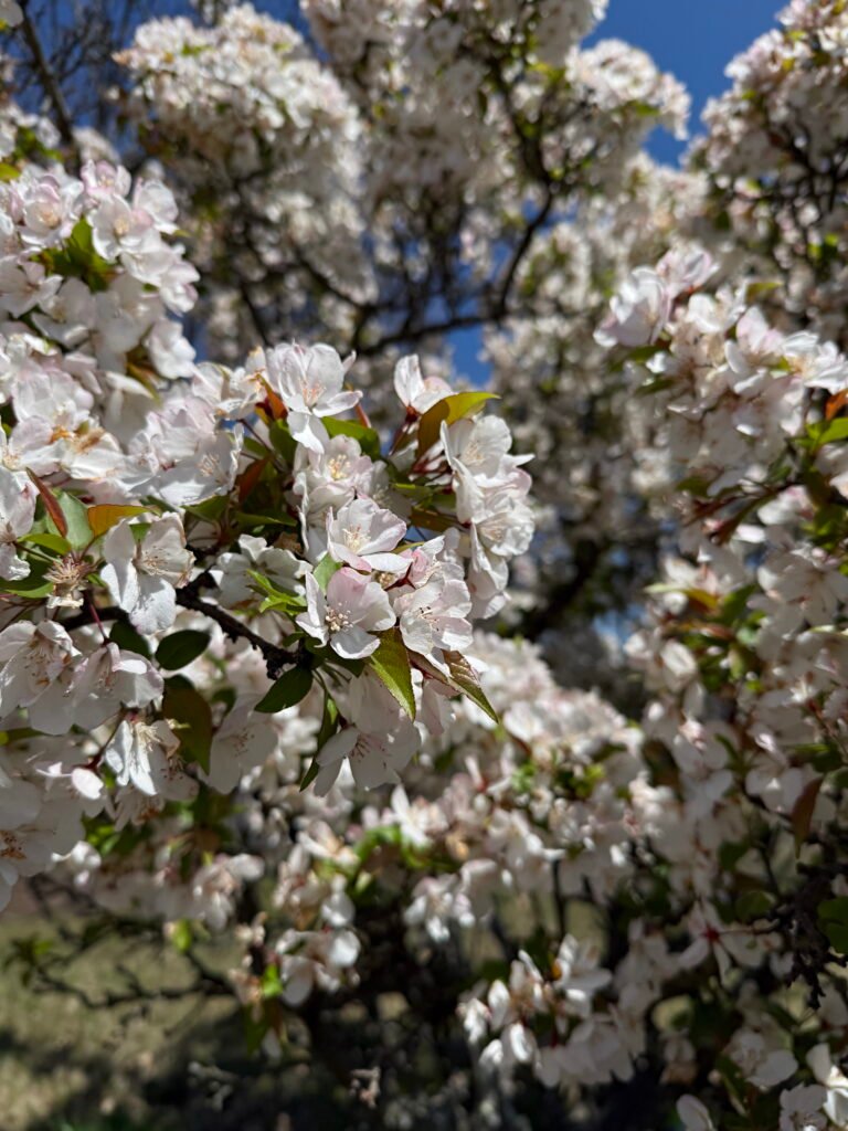 Crabapple blossoms