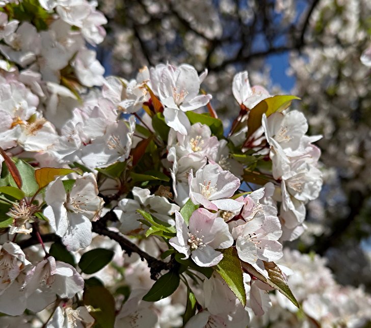 April 18, 2025 –  Flowering Crabapples
