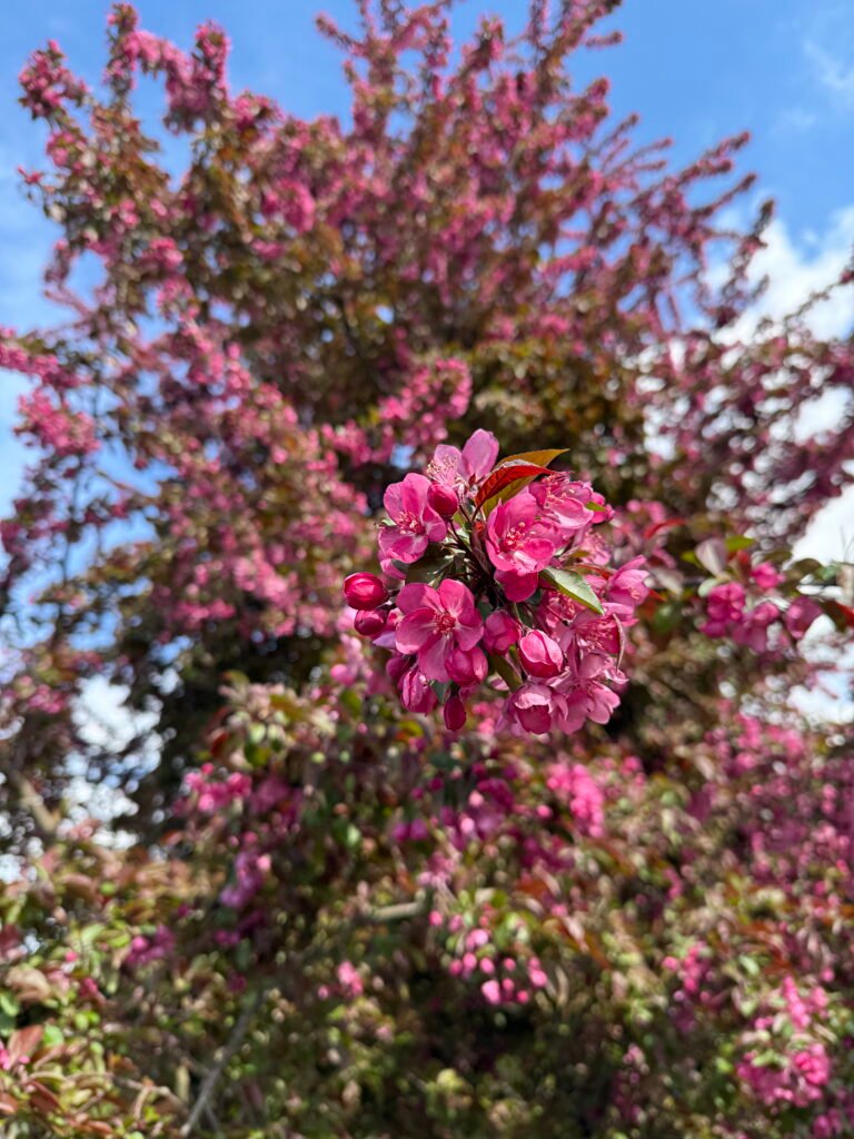 Crabapple blossoms