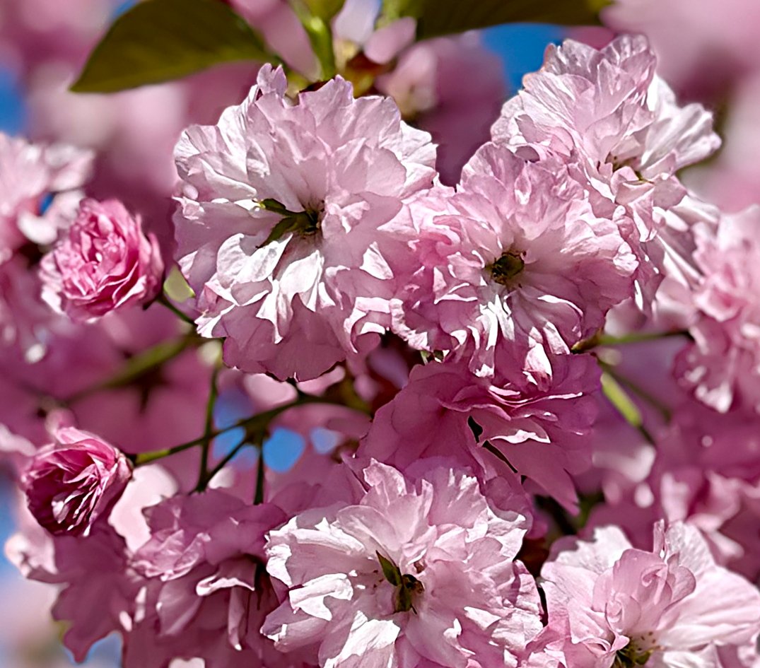 April 25, 2025 –  Kwanzan Cherry