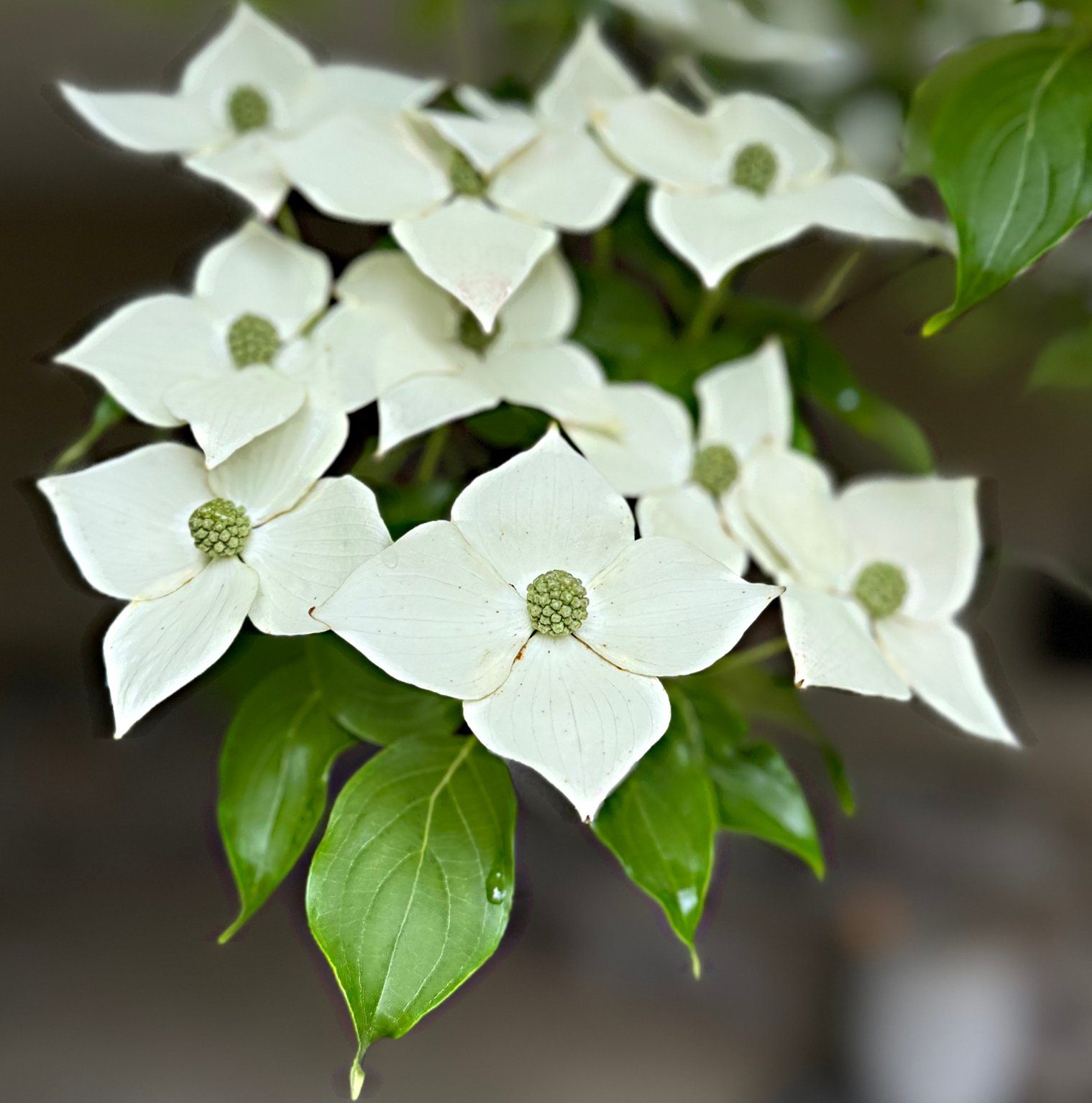 May 23, 2025 – Flowering Dogwood
