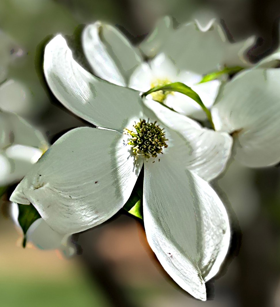 May 2, 2025 – Flowering Dogwood