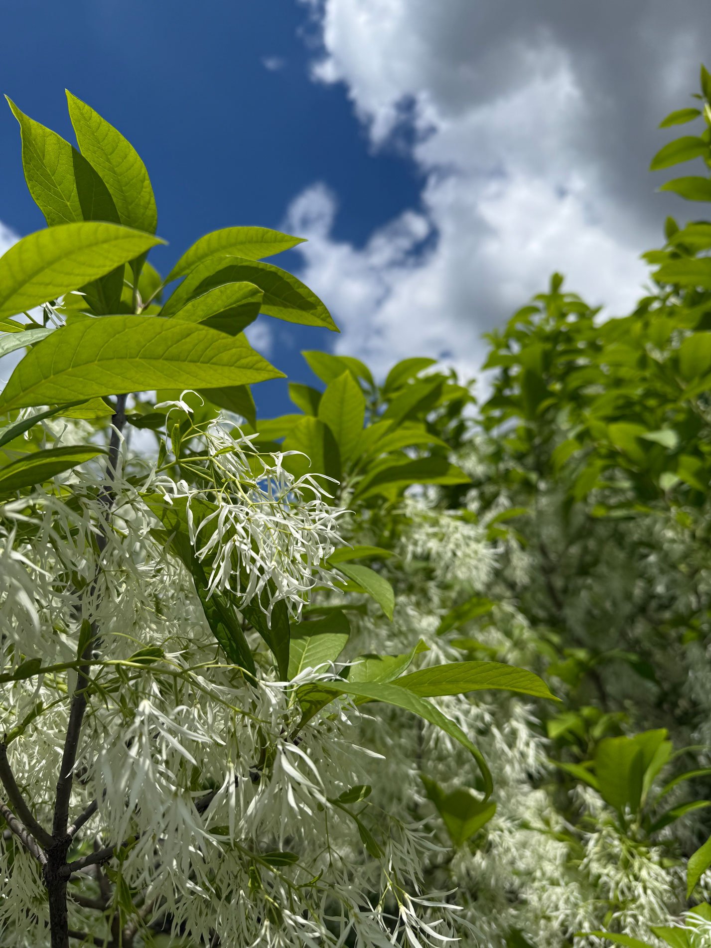 May 9, 2025 – Fringe Tree